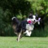 border-collie-672634_1920